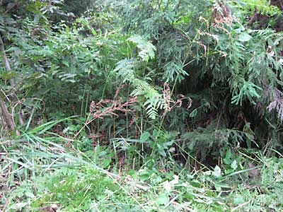背丈が１．５ｍくらいのワラビが群生しています。