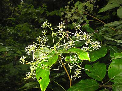 コシアブラの花です。