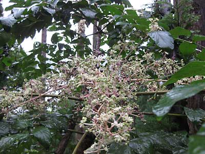 こちらは、タラの木の花です。