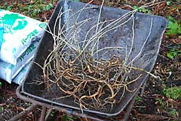 とりあえず５０本植えようと準備しました