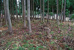みんな根が着いたらきっと見事でしょう