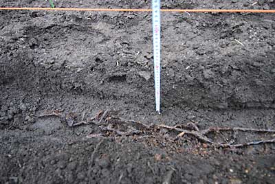 畝間は１ｍ、植える深さは約１５ｃｍにしました。